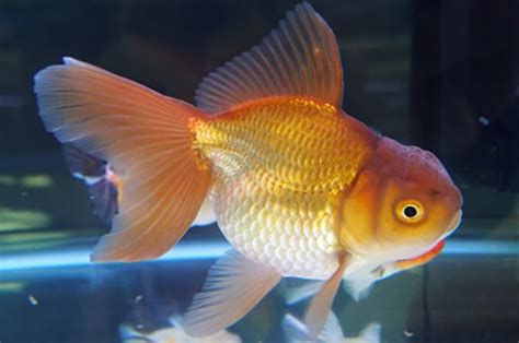 金色金魚|金魚の体色と呼び方9選 – GOLDFISH